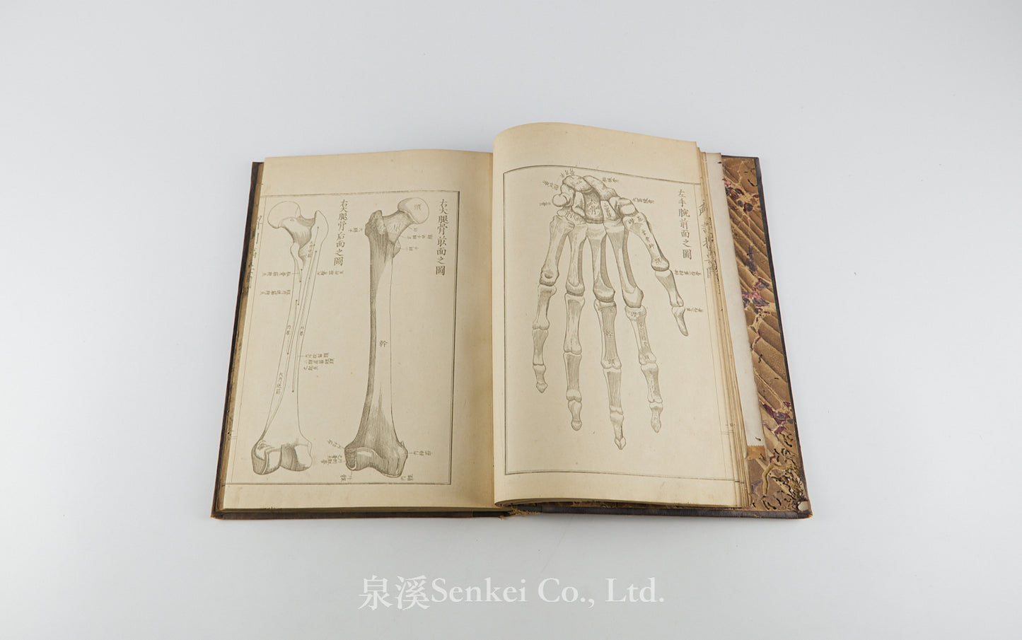 Kaibo Tekiyo 解剖摘要, 解剖摘要圖 [Outline of Anatomy] 敬虔堂藏版, 1876