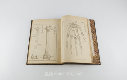 Kaibo Tekiyo 解剖摘要, 解剖摘要圖 [Outline of Anatomy] 敬虔堂藏版, 1876