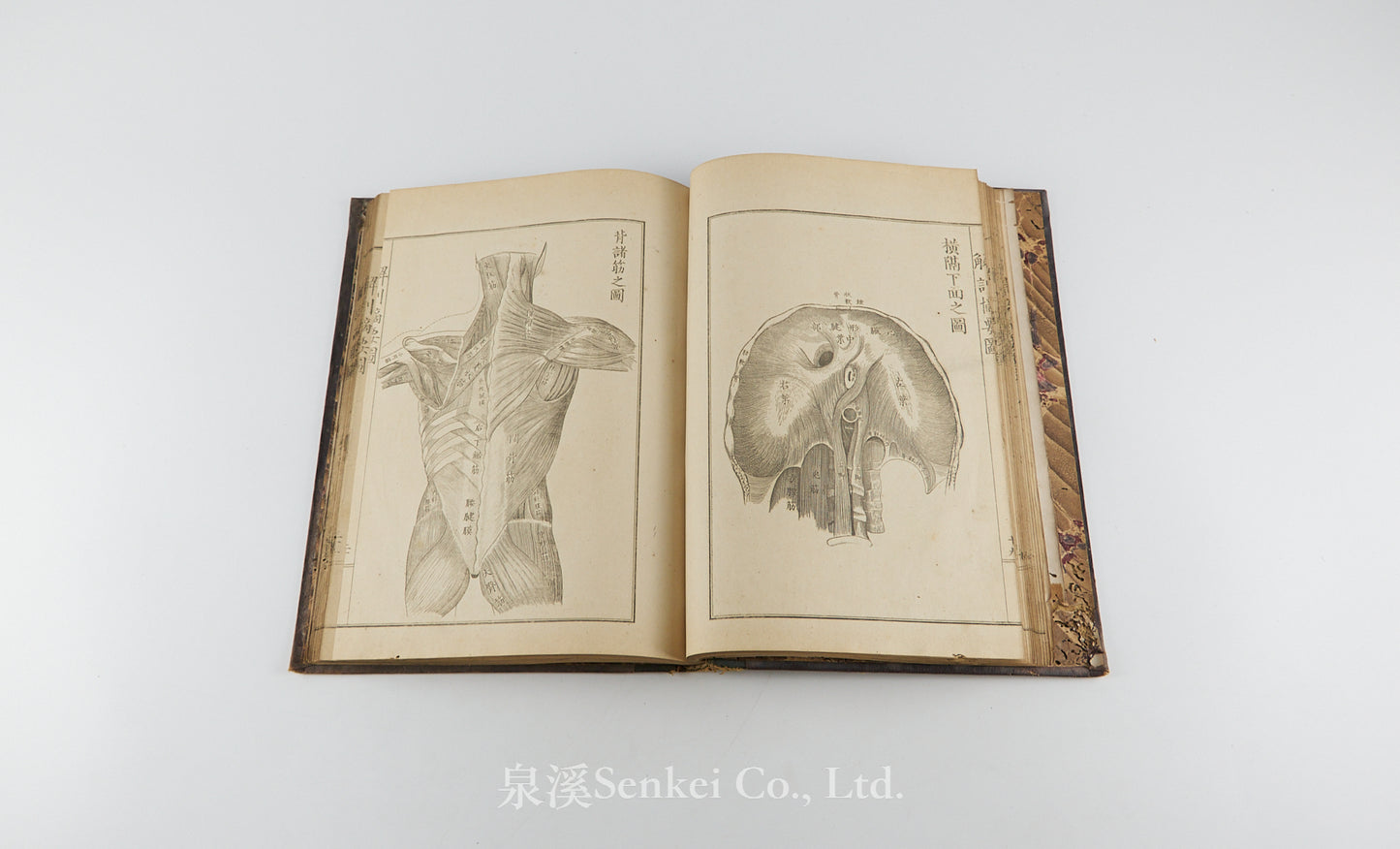 Kaibo Tekiyo 解剖摘要, 解剖摘要圖 [Outline of Anatomy] 敬虔堂藏版, 1876