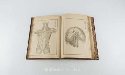 Kaibo Tekiyo 解剖摘要, 解剖摘要圖 [Outline of Anatomy] 敬虔堂藏版, 1876