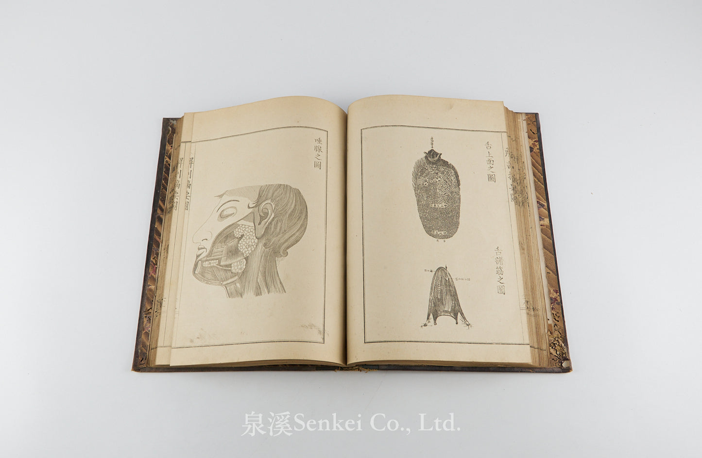 Kaibo Tekiyo 解剖摘要, 解剖摘要圖 [Outline of Anatomy] 敬虔堂藏版, 1876