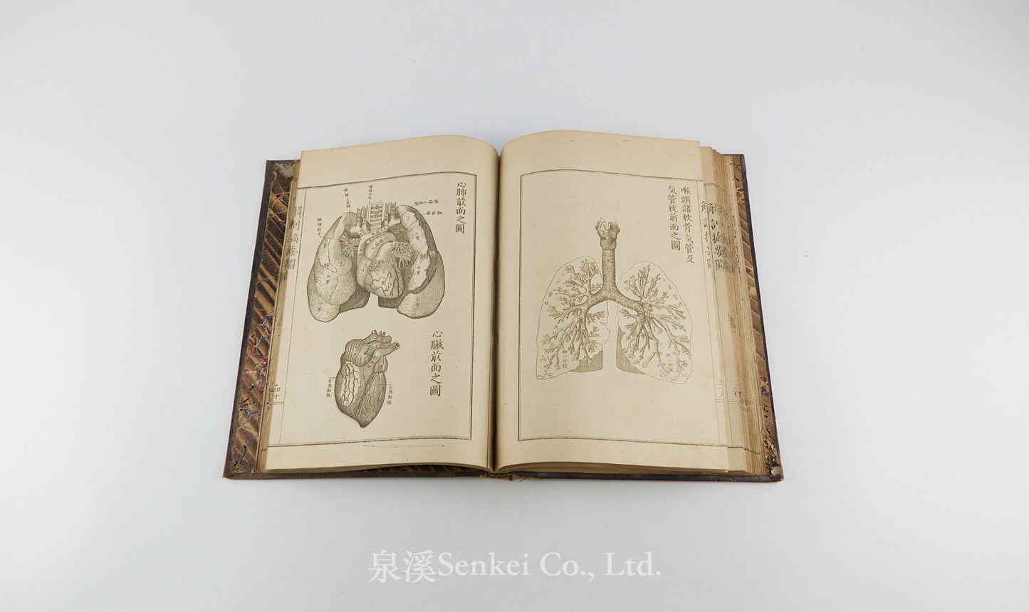 Kaibo Tekiyo 解剖摘要, 解剖摘要圖 [Outline of Anatomy] 敬虔堂藏版, 1876