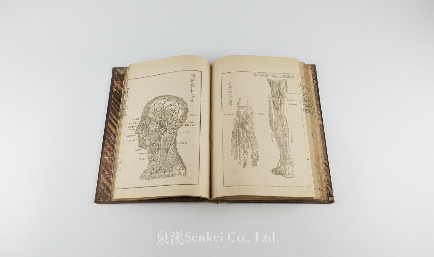 Kaibo Tekiyo 解剖摘要, 解剖摘要圖 [Outline of Anatomy] 敬虔堂藏版, 1876