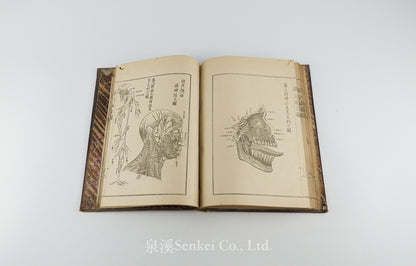 Kaibo Tekiyo 解剖摘要, 解剖摘要圖 [Outline of Anatomy] 敬虔堂藏版, 1876