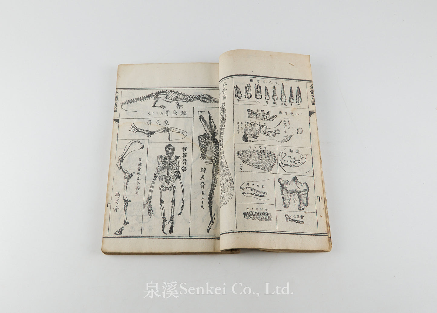 Quan Ti Xin Lun 全體新論 [A New Treatise on Anatomy] 江蘇上海墨海書館, 1851