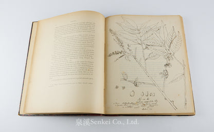 Fauvel, Albert A. — [Author’s Copy] Les séricigènes sauvages de la Chine, with Original Drawings, Watercolors, Silkworm, Cocoon, and Silk Specimens, and Authorial Additions