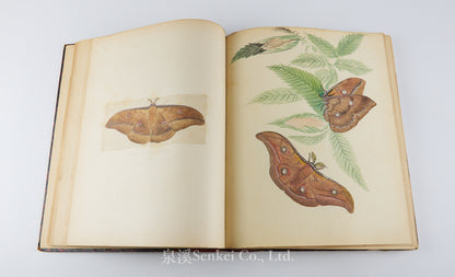Fauvel, Albert A. — [Author’s Copy] Les séricigènes sauvages de la Chine, with Original Drawings, Watercolors, Silkworm, Cocoon, and Silk Specimens, and Authorial Additions
