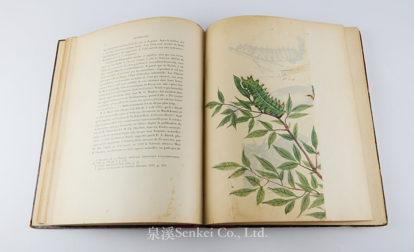 Fauvel, Albert A. — [Author’s Copy] Les séricigènes sauvages de la Chine, with Original Drawings, Watercolors, Silkworm, Cocoon, and Silk Specimens, and Authorial Additions