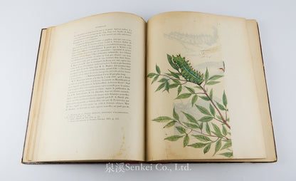 Fauvel, Albert A. — [Author’s Copy] Les séricigènes sauvages de la Chine, with Original Drawings, Watercolors, Silkworm, Cocoon, and Silk Specimens, and Authorial Additions