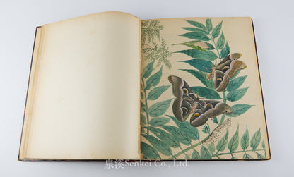 Fauvel, Albert A. — [Author’s Copy] Les séricigènes sauvages de la Chine, with Original Drawings, Watercolors, Silkworm, Cocoon, and Silk Specimens, and Authorial Additions