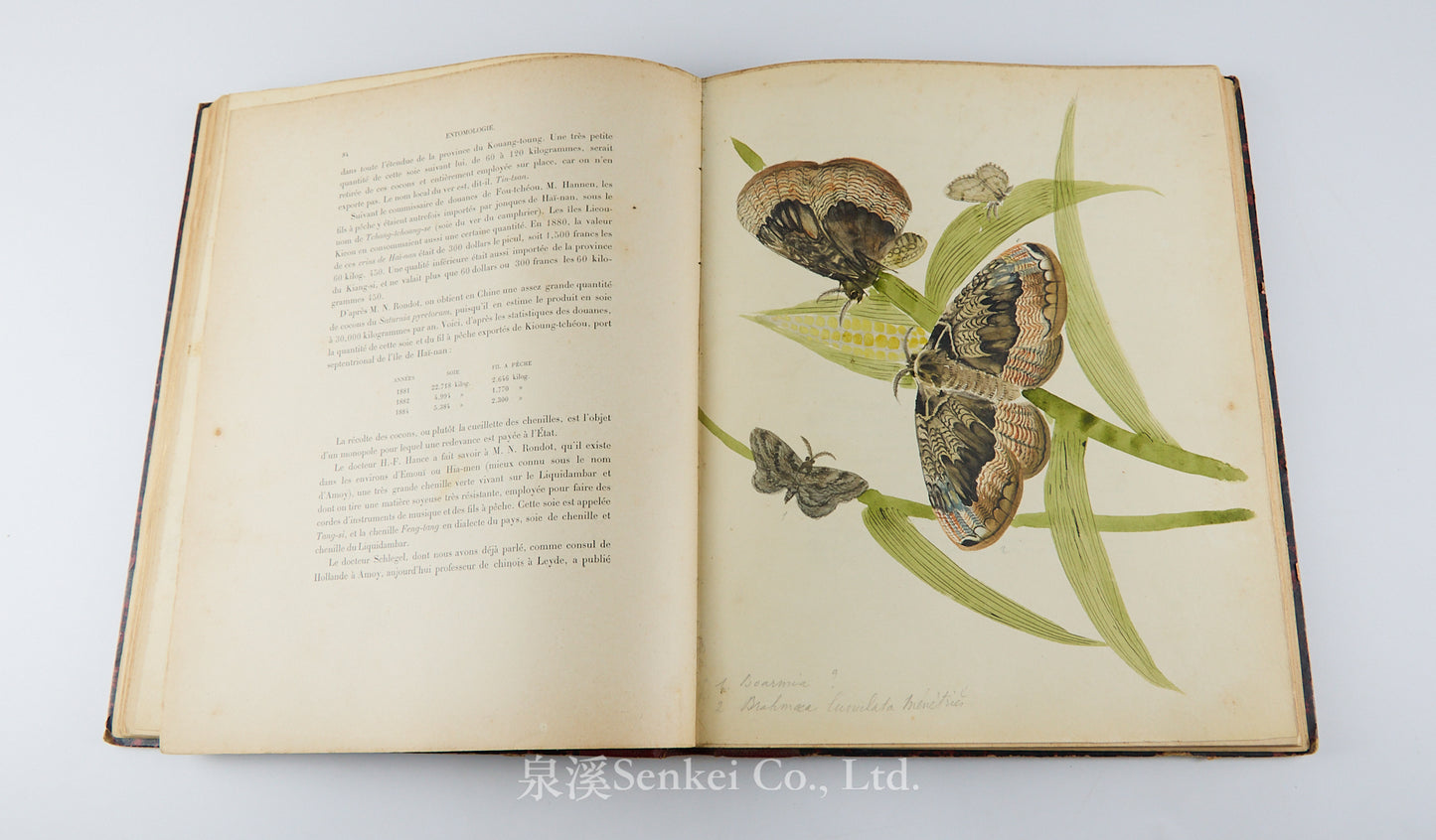 Fauvel, Albert A. — [Author’s Copy] Les séricigènes sauvages de la Chine, with Original Drawings, Watercolors, Silkworm, Cocoon, and Silk Specimens, and Authorial Additions