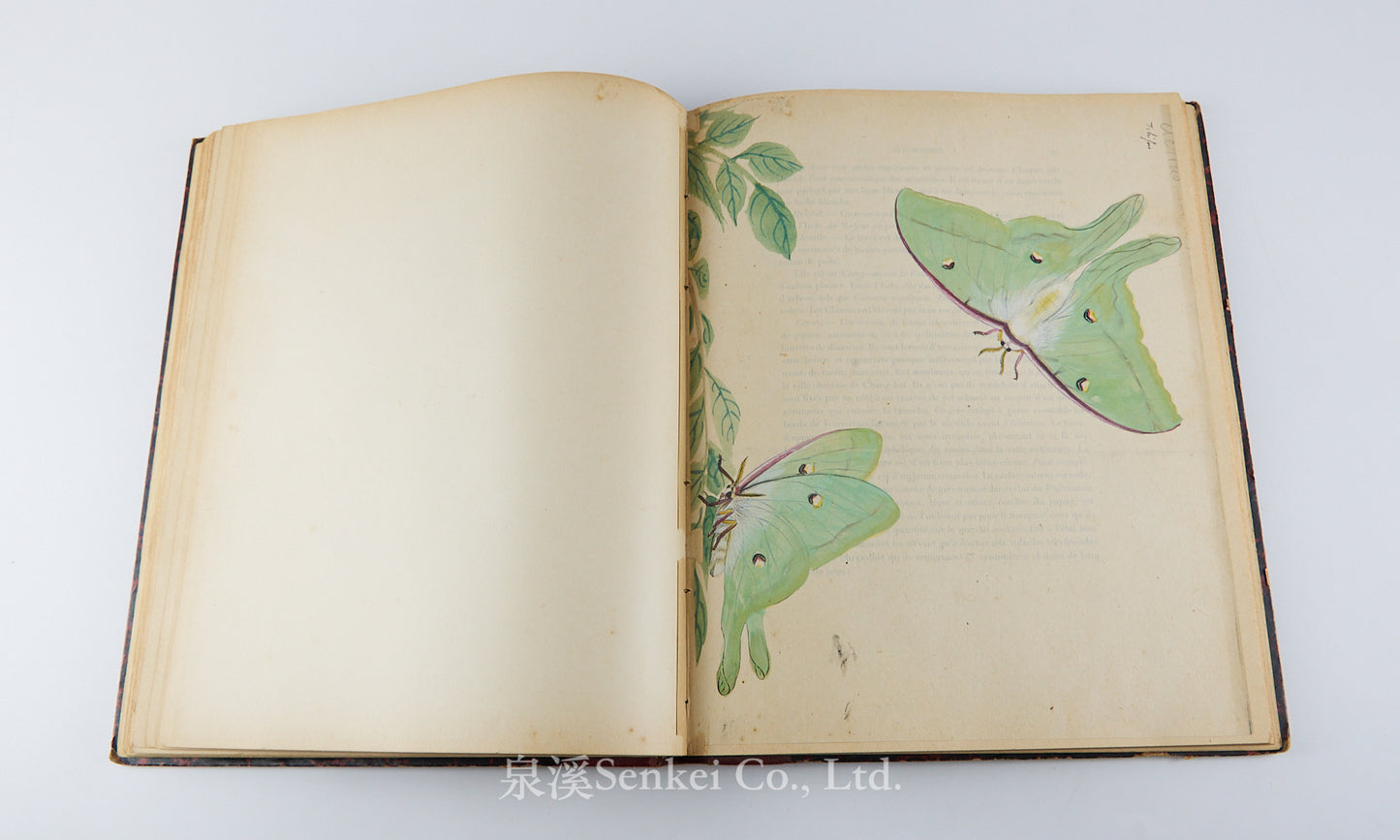 Fauvel, Albert A. — [Author’s Copy] Les séricigènes sauvages de la Chine, with Original Drawings, Watercolors, Silkworm, Cocoon, and Silk Specimens, and Authorial Additions