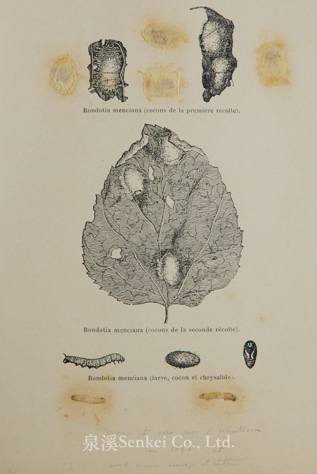Fauvel, Albert A. — [Author’s Copy] Les séricigènes sauvages de la Chine, with Original Drawings, Watercolors, Silkworm, Cocoon, and Silk Specimens, and Authorial Additions